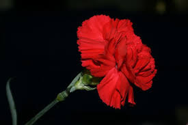 Clavel Red Flowers Carnations Flowers