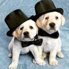 Labrador Puppies Wearing Top Hats Bow Ties Puppies Cute Puppies Dog Wear
