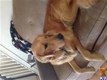 Watch these new born golden retriever puppies grow up; Golden Retriever Stud Dogs In Illinois