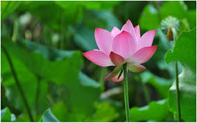 Lotus Flower Hd Wallpaper 9 Wallpapers Hd Lotus Flower Wallpaper Flower Wallpaper Beautiful Rose Flowers