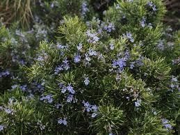 And, thankfully, there are many different types of herbs and plant medicine that can help with anxiety. Rosemary Herb Reduces Anxiety Depression And Insomnia Journal Of Plant Medicines