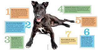 Seven Summer Tips For Your Furkid S Your Dog Diy Dog Stuff Dogs