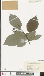 Image result for Pauridiantha dewevrei