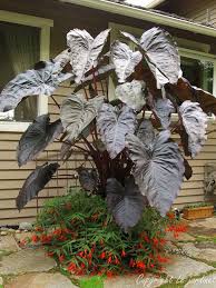 Pin On Landscaping Ideas