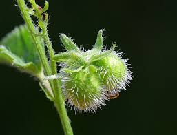 Image result for Tragia brevipes