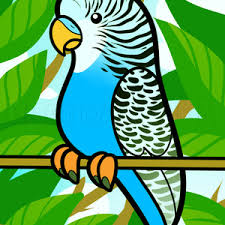 How To Draw A Cartoon Parakeet Step By Step Drawing Guide By Dawn Dragoart Com This is a simplified cartoon version of a budgie or parakeet. how to draw a cartoon parakeet step by