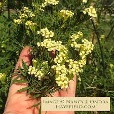 Image result for Tagetes minuta