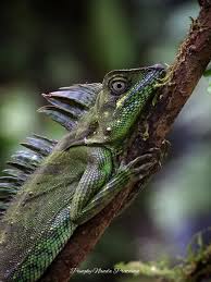 Image result for Enneapogon pretoriensis