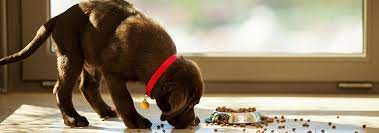 Why Is My Dog Vomiting After Eating Hill S Pet