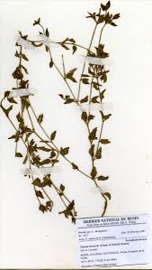 Image result for Torenia thouarsii