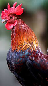 Maybe you would like to learn more about one of these? Rooster Wallpapers Top Free Rooster Backgrounds Wallpaperaccess