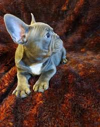 We did not find results for: Text Call 206 Blue Eyes French Bulldog Puppies Facebook