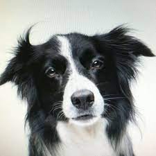 Pin On Cute Animals Just Luv Em