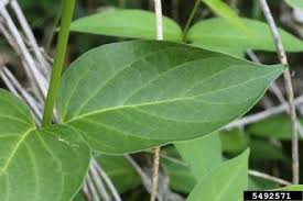 Image result for Vincetoxicum heterophyllum