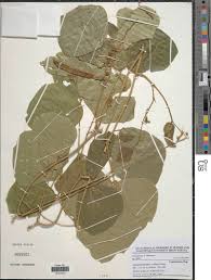 Image result for Neorautanenia mitis