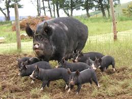 Www Tenderbelly Com Berkshire Hogs Pig Breeds Berkshire Pigs Domestic Pig