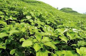 Image result for Boehmeria nivea