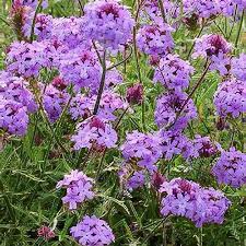Image result for Nemesia lilacina