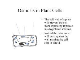 Plant roots function as a semipermeable membrane, allowing water to infiltrate the roots. Cell Membrane And Osmosis