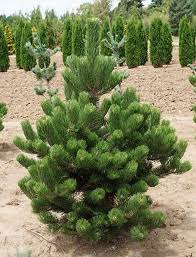 Image result for Pinus nigra