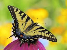 Check spelling or type a new query. Tiger Wings Butterfly Photograph By Mtbobbins Photography