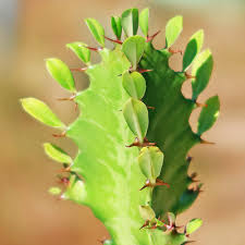 Image result for Euphorbia kilwana
