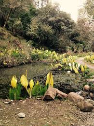 Crarae Gardens Argyll Outdoor Plants Visiting