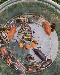 I Love The Variety Of Isopods And Keeping Them As Pets Awwnverts Pets Woodlice Woodlouse