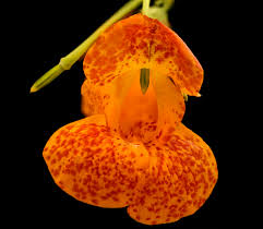 Image result for Impatiens zombensis