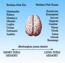 Kedua belahan tersebut mempunyai fungsi yang berbeda. Kursus Menjahit Sebagai Terapi Otak Kanan Kursus Menjahit Monalita