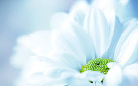 In fact, taking amazing macro flower photos isn't actually difficult. Flowers Nature Macro White Flowers Wallpaper Flowers Wallpaper Better