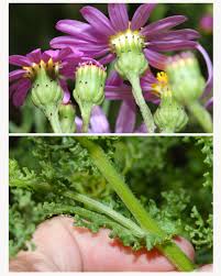 Image result for Senecio elegans