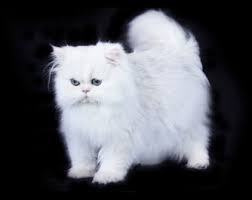 Persian kitten breeders of championship designer persian kittens & persian cats without extreme faces. Teacup Persian Kittens For Sale Doll Face Teacup Kittens Teacup Persian Cats Persian Cat White Cats