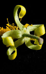 Image result for Grewia retinervis