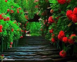 une image rouge et verte wallpapers natureza belo papel de parede papel de parede de natureza