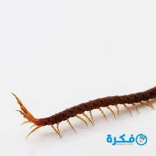 من يرى ام اربعة واربعين السوداء في حلمه فإن هذه الحشرة تشير الي الرجل المخادع والمراوغ والذي يتقن فن استعمال الخداع والاحتيال والنصب وأن. Ù…Ø§ ØªÙØ³ÙŠØ± Ø±Ø¤ÙŠØ© Ø§Ù… Ø§Ø±Ø¨Ø¹Ù‡ ÙˆØ§Ø±Ø¨Ø¹ÙŠÙ† Ø§Ùˆ Ø­Ø±ÙŠØ´Ø© ÙÙŠ Ø§Ù„Ù…Ù†Ø§Ù… Ù…ÙˆÙ‚Ø¹ ÙÙƒØ±Ø©