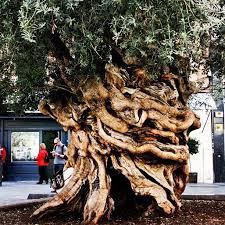 100 Yr Old Olive Tree Palma De Mallorca Mallorca Palma De Mallorca Palma Mallorca