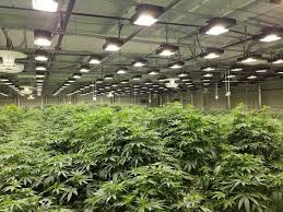 These are excellent lighting that can produce excellent, healthy, mature and good quality marijuana plants. Commercial Grow Lights Vertical Greenhouse Indoor Gardening