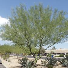 Another palo verde species, parkinsonia praecox, has a. Desert Museum Palo Verde Tree Mesa Az A P Nursery