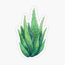 Aloe vera has super health & beauty benefits. Aloe Vera Stickers Redbubble