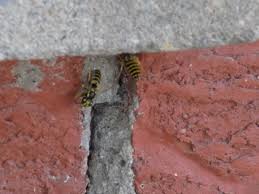 He suggested in the meantime i put a screen in the vents to see if that keeps the bees from coming to the main floor. Bees In Brickwork Of House 475714 Ask Extension