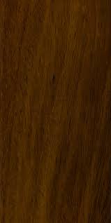 Image result for Acacia mangium