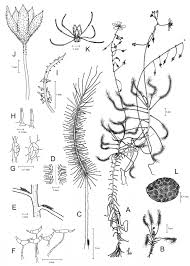 Image result for Droogmansia