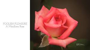 Image result for Autumn Rose 1958 Kelvinator