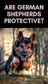 We know just how great these. German Shepherd Puppies Richmond Va Pets Lovers