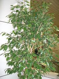 How To Take Care Of A Ficus Tree Ficus Tree Outdoor Ficus Tree Care Ficus Tree Indoor