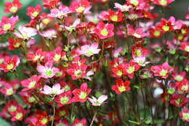 Image result for pink red flowers