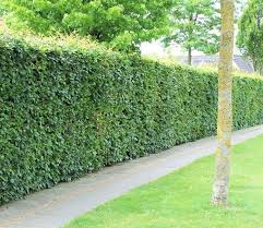Wie sie die buchenhecke schneiden und was beim schnitt, speziell der hainbuchenhecke, zu beachten ist, erfahren sie in dieser anleitung. Darf Man Eine Junge Buchenhecke Schneiden