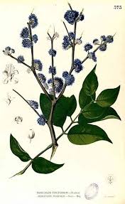 Image result for Memecylon torrei