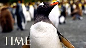 And there are relatives between kumimanu biceae so it's not that penguins shrank back down—there were actually large and small species alike running around during this particularly boisterous period of. New Zealand Was Once Home To Massive Human Sized Penguins Kids News Article Page 5